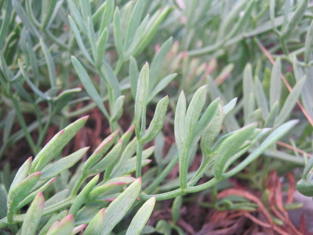 Crithmum maritimum