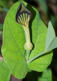 Aristolochia rotunda
