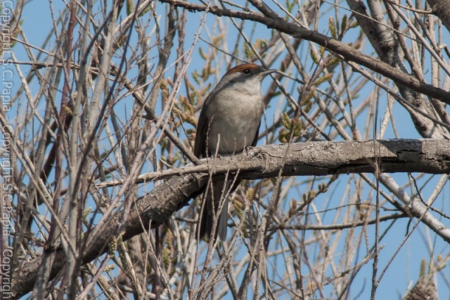 Due passeriformi da riconoscere !