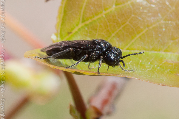 Forse imenottero (Dolerus sp.? - Tenthredinidae)