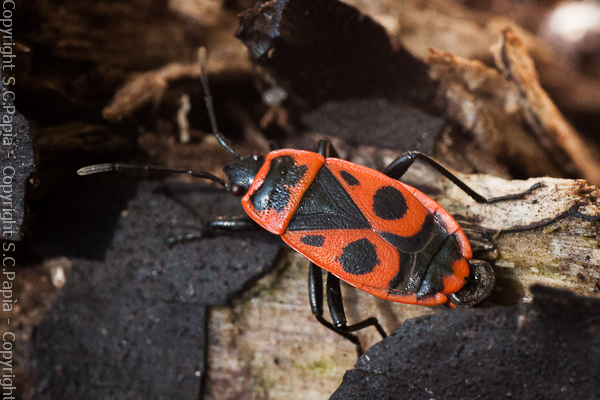 Pyrrhocoris apterus