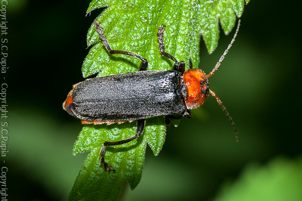 Riconoscimento (coleotterio?) - Cantharis fusca