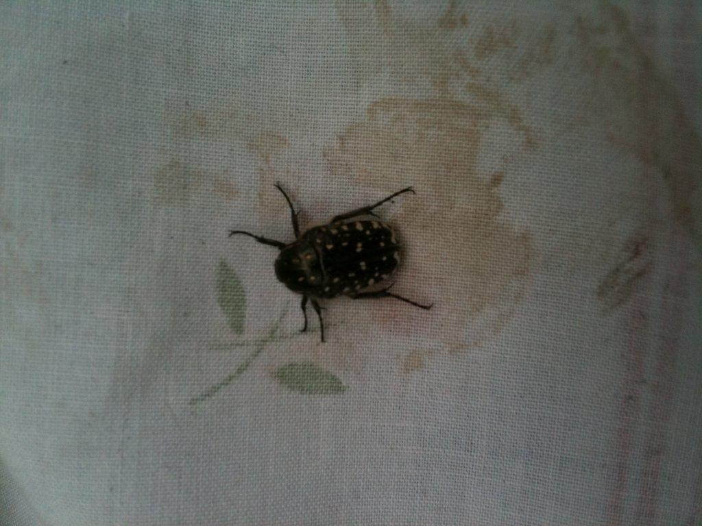 Oxythyrea funesta