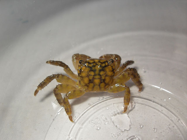 Pachygrapsus maurus