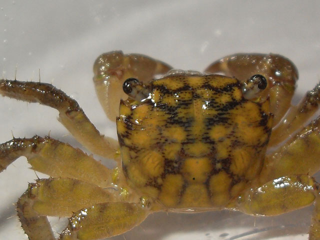Pachygrapsus maurus