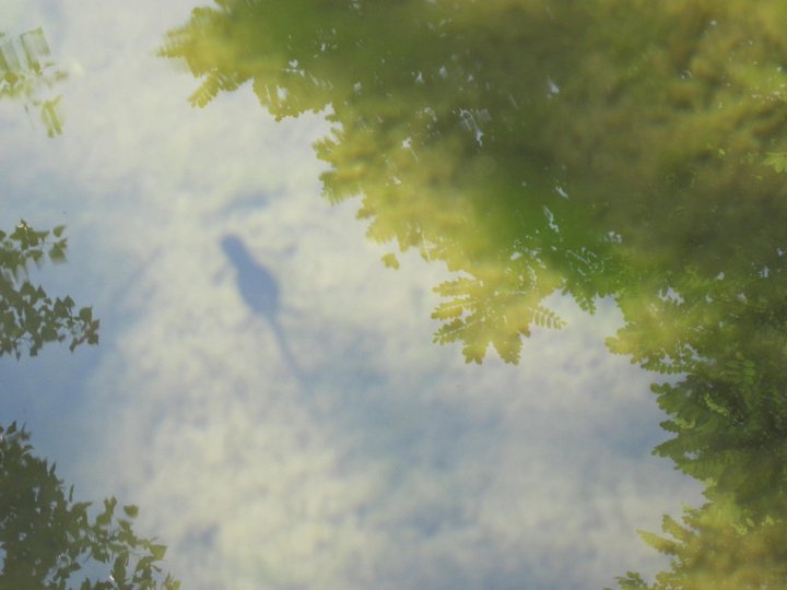 TRITONI in calabria - Lissotriton italicus