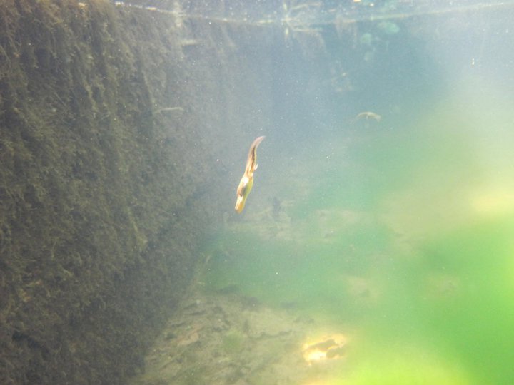 TRITONI in calabria - Lissotriton italicus