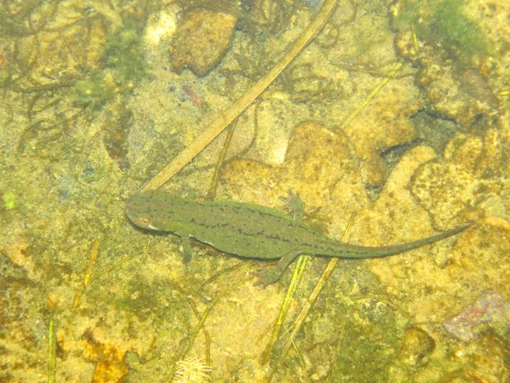 TRITONI in calabria - Lissotriton italicus