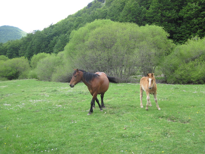 Parco Nazionale del Pollino