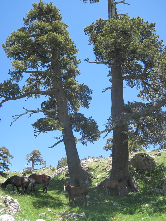 Parco Nazionale del Pollino