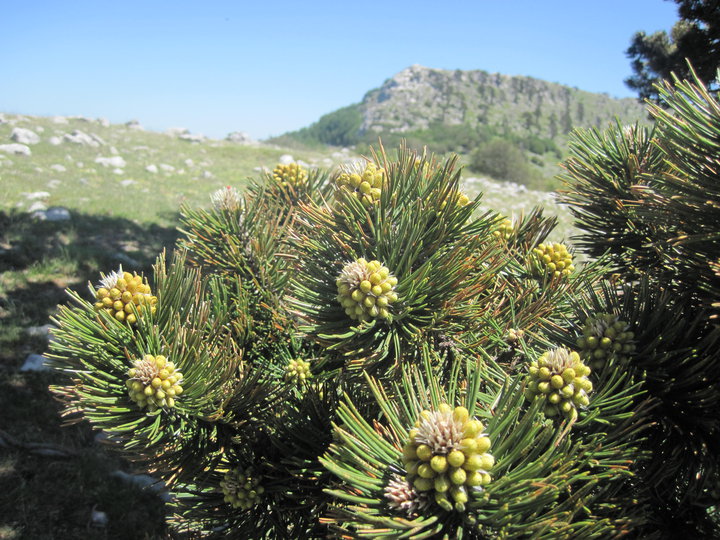 Parco Nazionale del Pollino