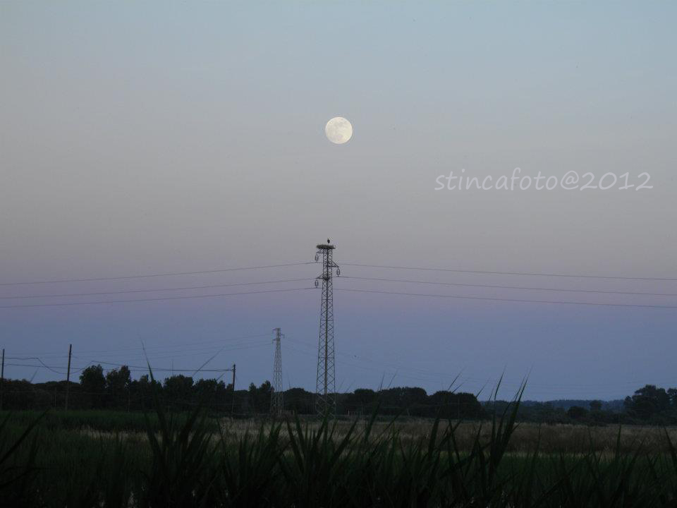 Cicogna a Sibari