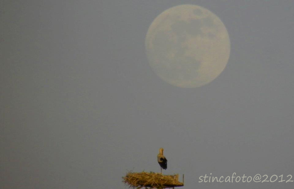 Cicogna a Sibari
