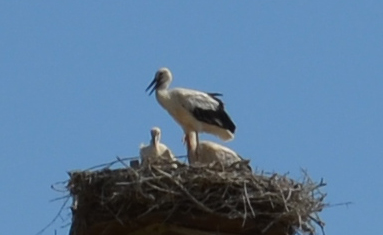 Cicogna a Sibari