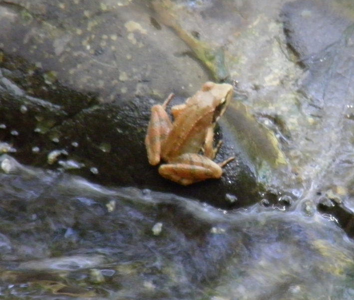 Terme Luigiane e fiume termale