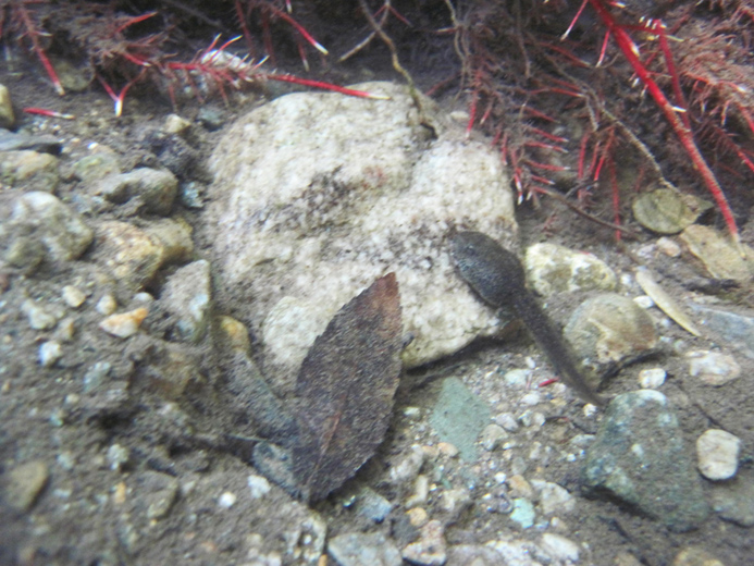Terme Luigiane e fiume termale