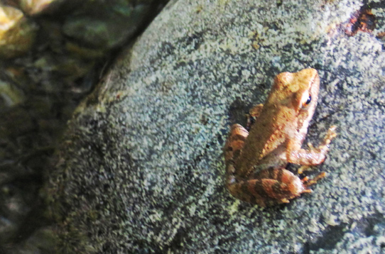 Terme Luigiane e fiume termale