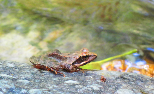 Terme Luigiane e fiume termale