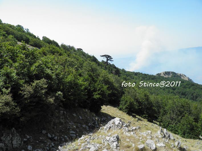 IL PATRIARCA del Pollino (pinus leucodermis)