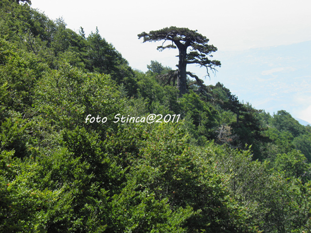 IL PATRIARCA del Pollino (pinus leucodermis)