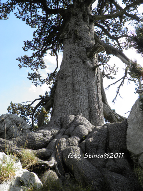 IL PATRIARCA del Pollino (pinus leucodermis)