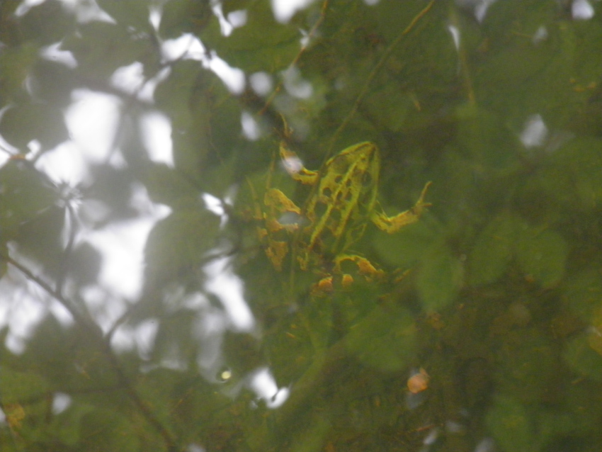 che rana ? Pelophylax sp. (prov. Cosenza)