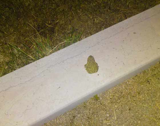 che rana ? rospo smeraldino Bufotes balearicus