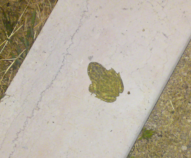 che rana ? rospo smeraldino Bufotes balearicus