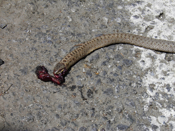 serpente sulla Sila