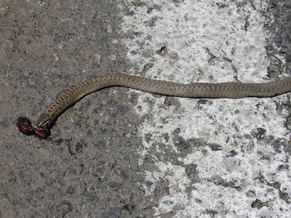 serpente sulla Sila