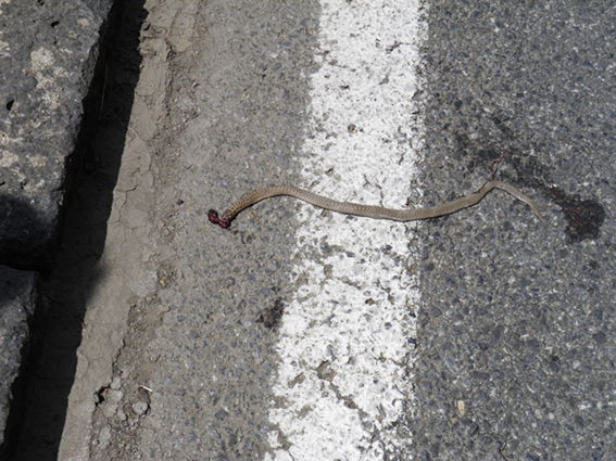 serpente sulla Sila