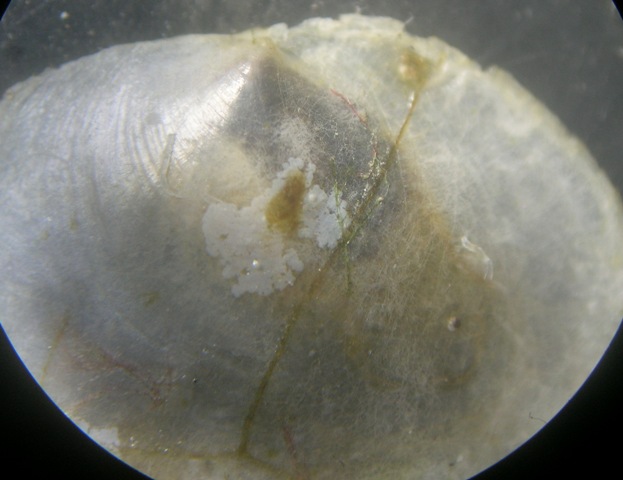 Pododesmus patelliformis e....