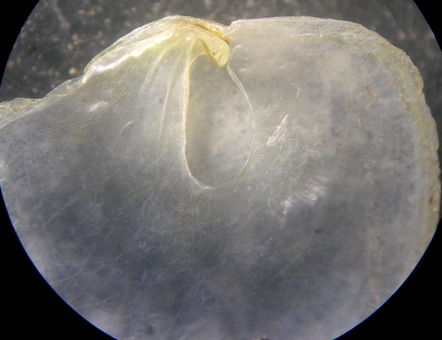 Pododesmus patelliformis e....