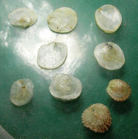 Pododesmus patelliformis e....