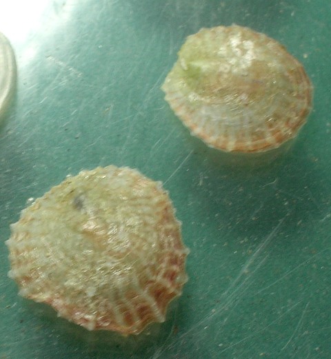 Pododesmus patelliformis e....