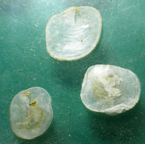 Pododesmus patelliformis e....