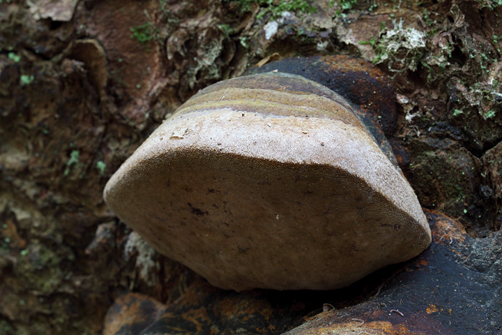 da determinare (Phellinus hartigii)