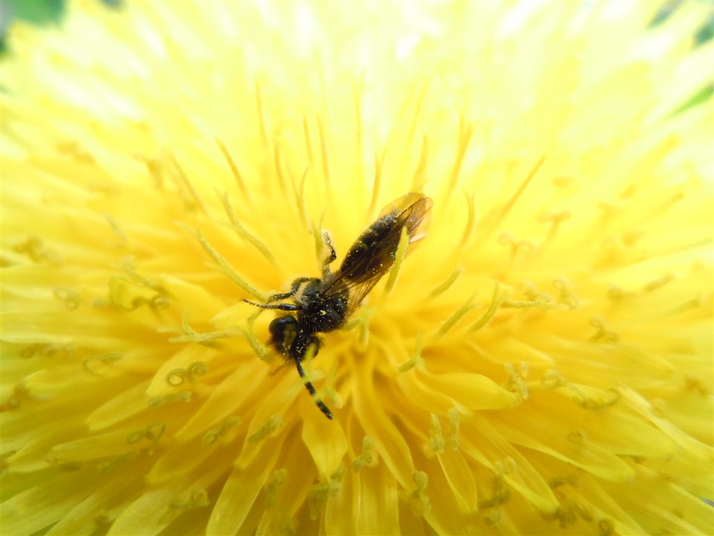 Piccoli Imenotteri apoidei