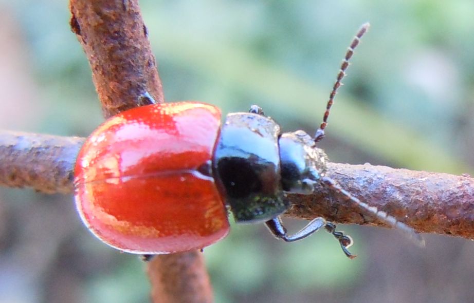 Chrysolina cfr grossa (lutea? lucida?)