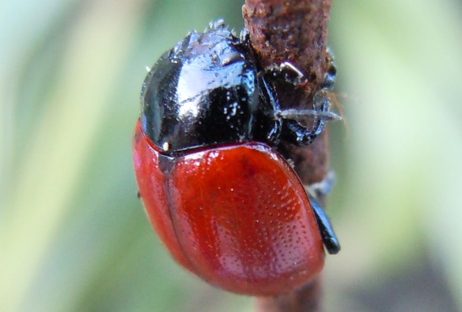 Chrysolina cfr grossa (lutea? lucida?)