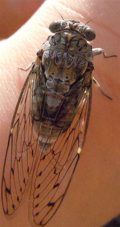 Cicada orni + altra, da Creta