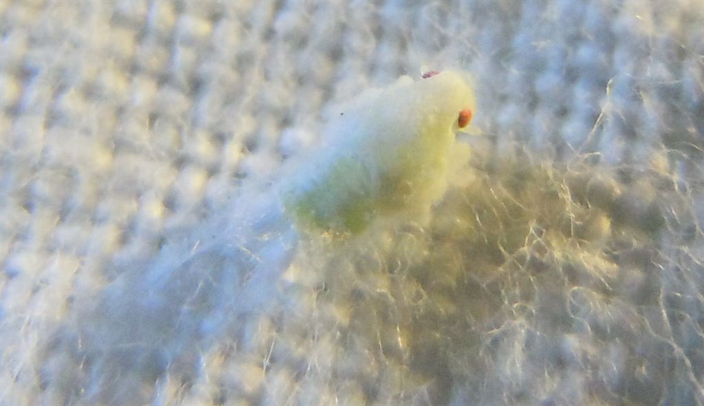 Cixiidae? No, Flatidae:  Metcalfa pruinosa.