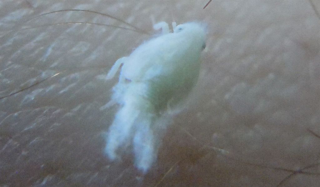 Cixiidae? No, Flatidae:  Metcalfa pruinosa.