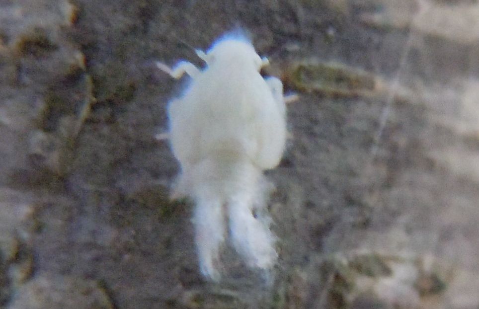 Cixiidae? No, Flatidae:  Metcalfa pruinosa.