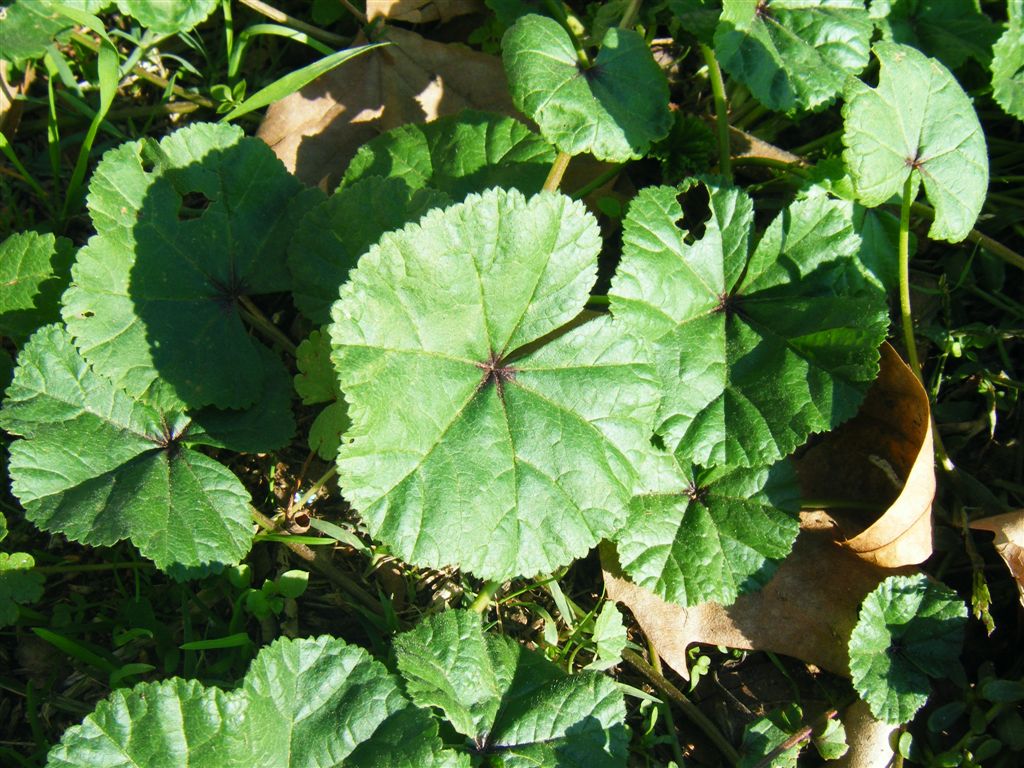 Pianta da identificare - Malva  sp.