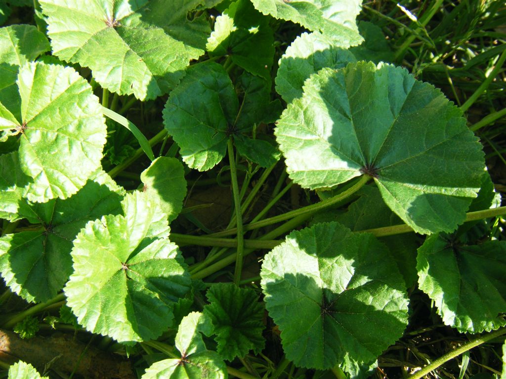 Pianta da identificare - Malva  sp.
