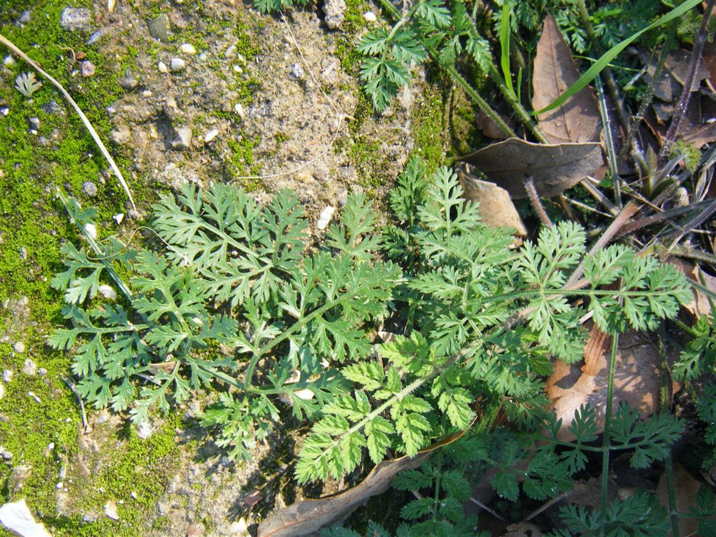 Pianta da Agnano - Daucus sp.