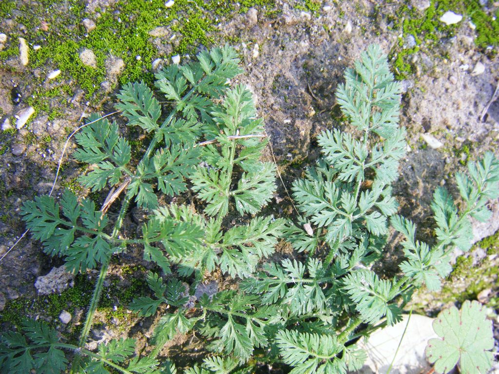 Pianta da Agnano - Daucus sp.