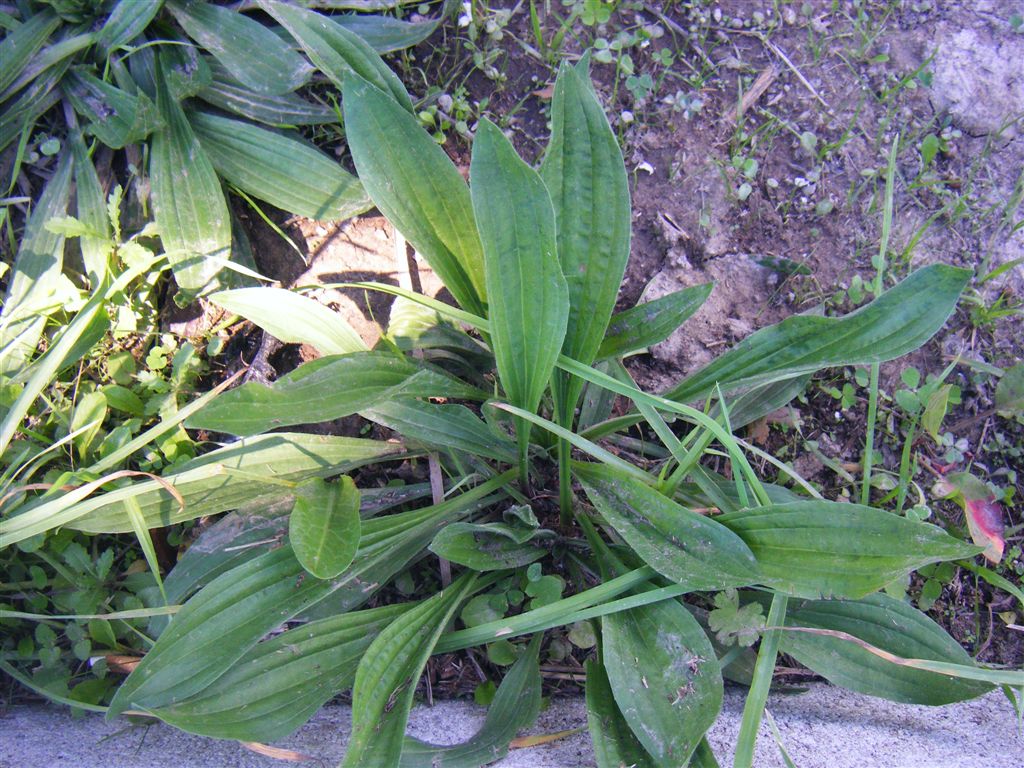 Plantago lanceolata / Piantaggine lanciuola