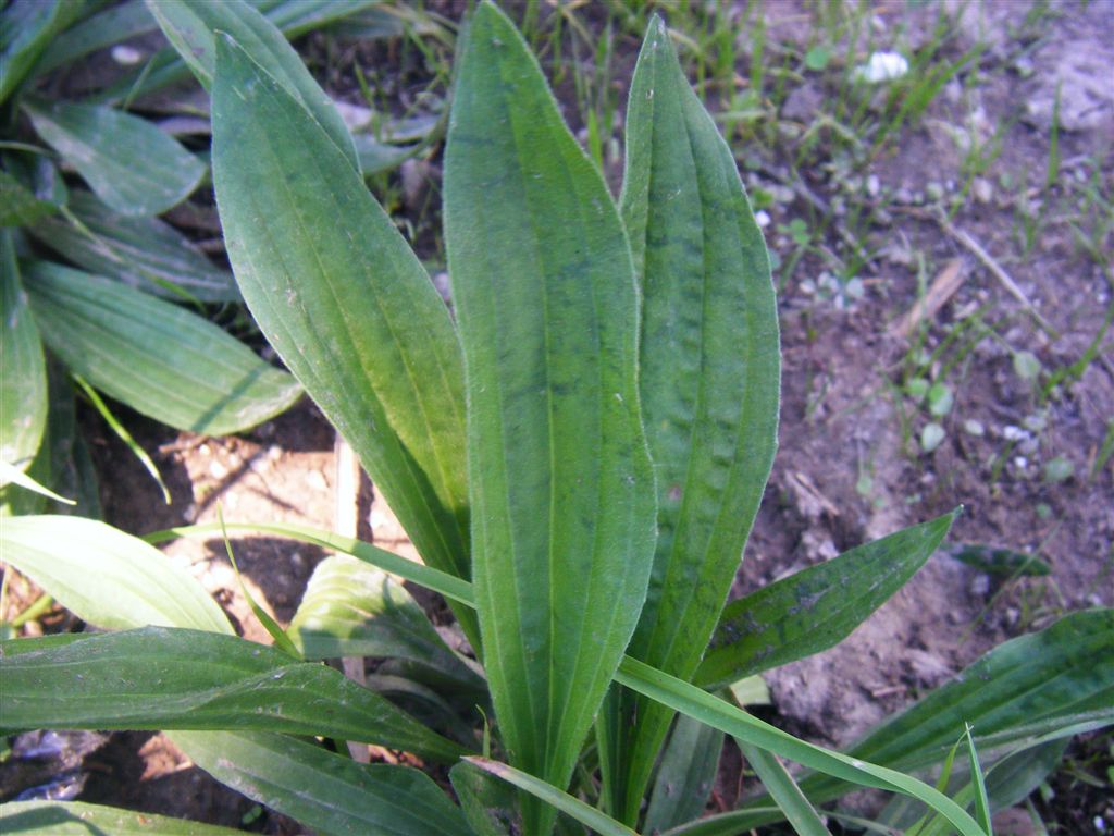 Plantago lanceolata / Piantaggine lanciuola